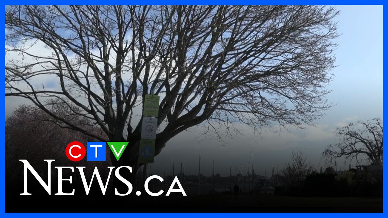 Stolen buds: Branches ripped from budding tree in Esquimalt