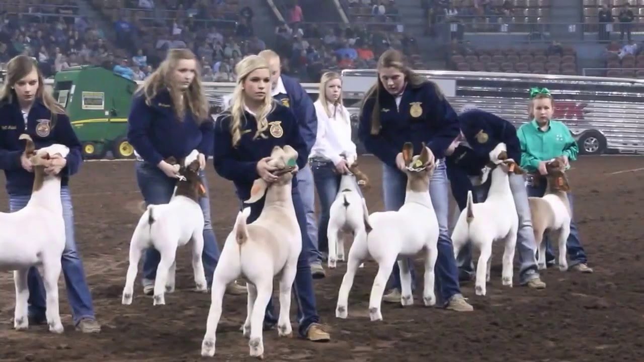 2016 Oklahoma Youth Expo Grand Goat Drive