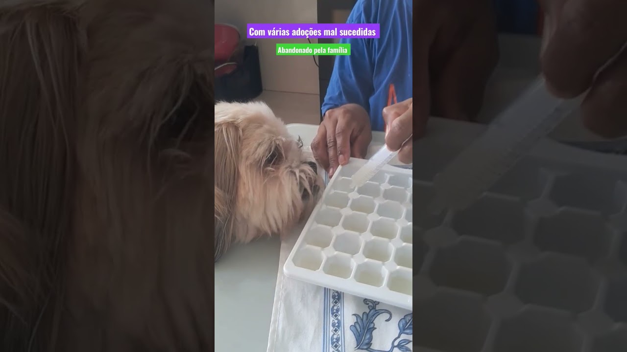 Sobre a ado&ccedil;&atilde;o de cachorro idoso e card&iacute;aco #cardiopatia #seniordog #cachorroidoso