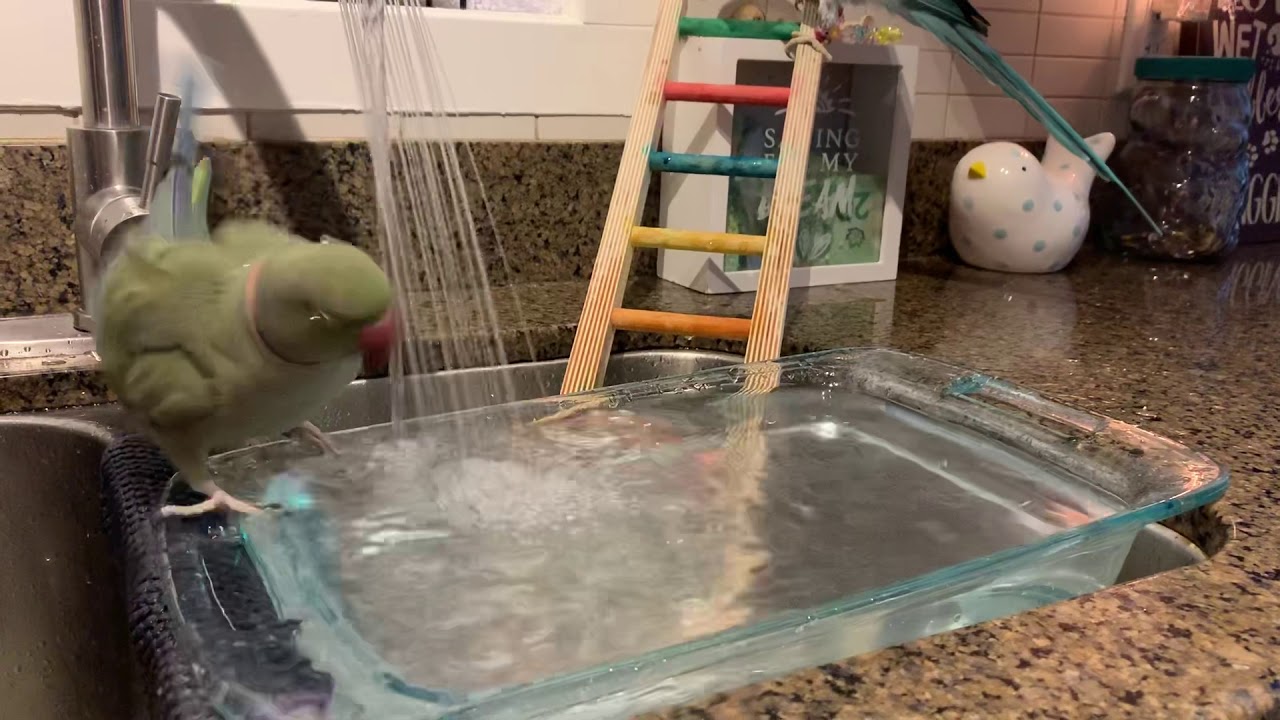 Indian Ringneck Brothers - more shower footage!