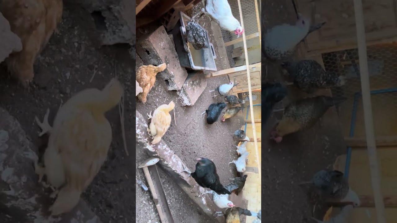 مراحل التقدم في مشروع تربية الدجاج البلدي البياض