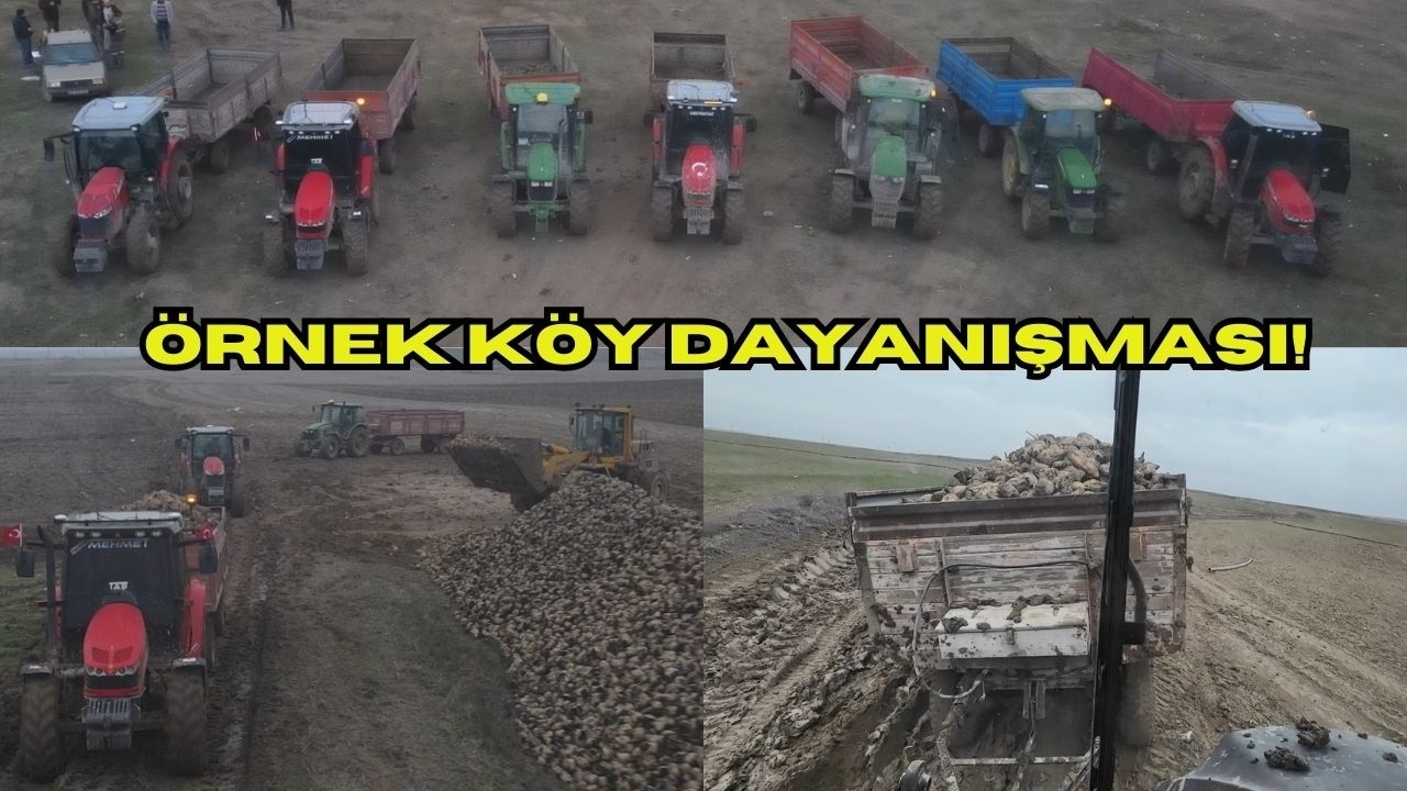 İŞTE ÖRNEK KÖY DAYANIŞMASI! 9 TRAKTÖR TARLADA KALAN PANCARI ÇIKARIYORUZ! FARELERE ÇÖZÜM BULDUK MU?