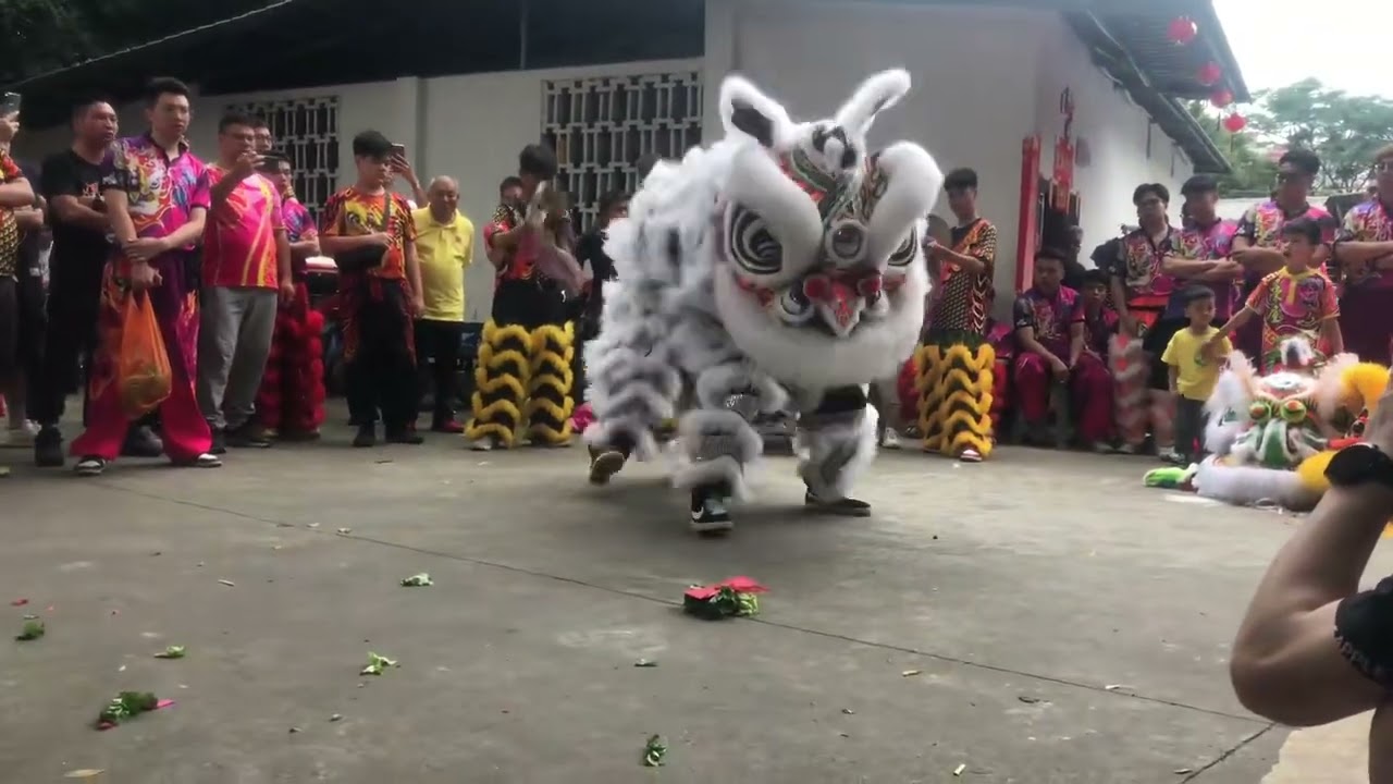 舞狮采青表演 #传承非物质文化遗产弘扬中华文化 #舞狮表演