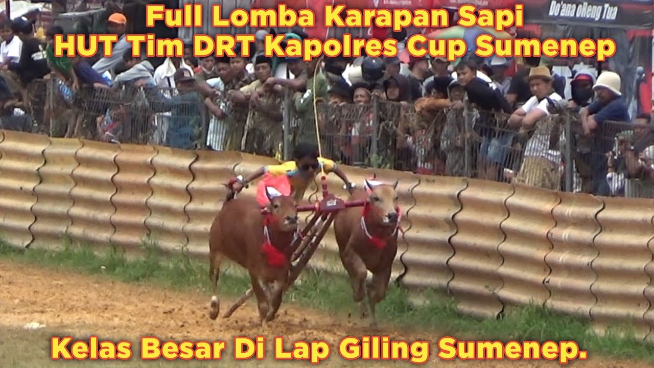 Full Lomba Karapan Sapi HUT Tim DRT Kapolres Cup Sumenep Kelas Besar Di Lap Giling Sumenep. 