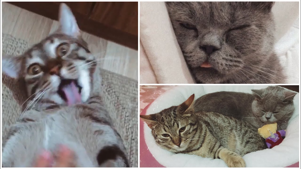 Kedilerimi Kısırlaştırdım ! 🥺🐈