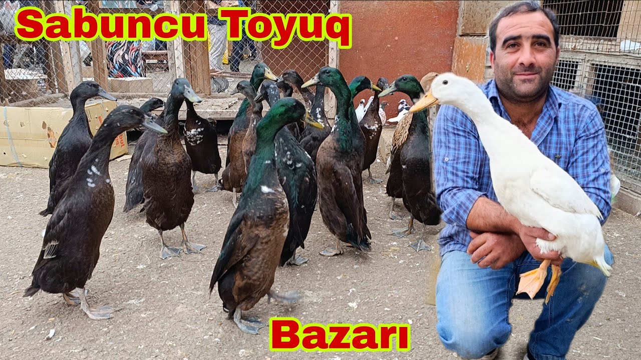 Sabunçu Toyuq Bazarı 2 noyabr 2025