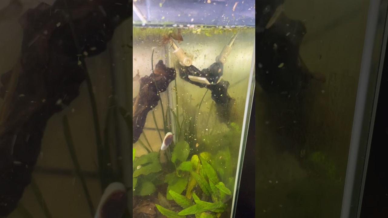 Cleaning algae off the glass in my fish tank 🌱💧 #fishtank #algaeeater #aquarium