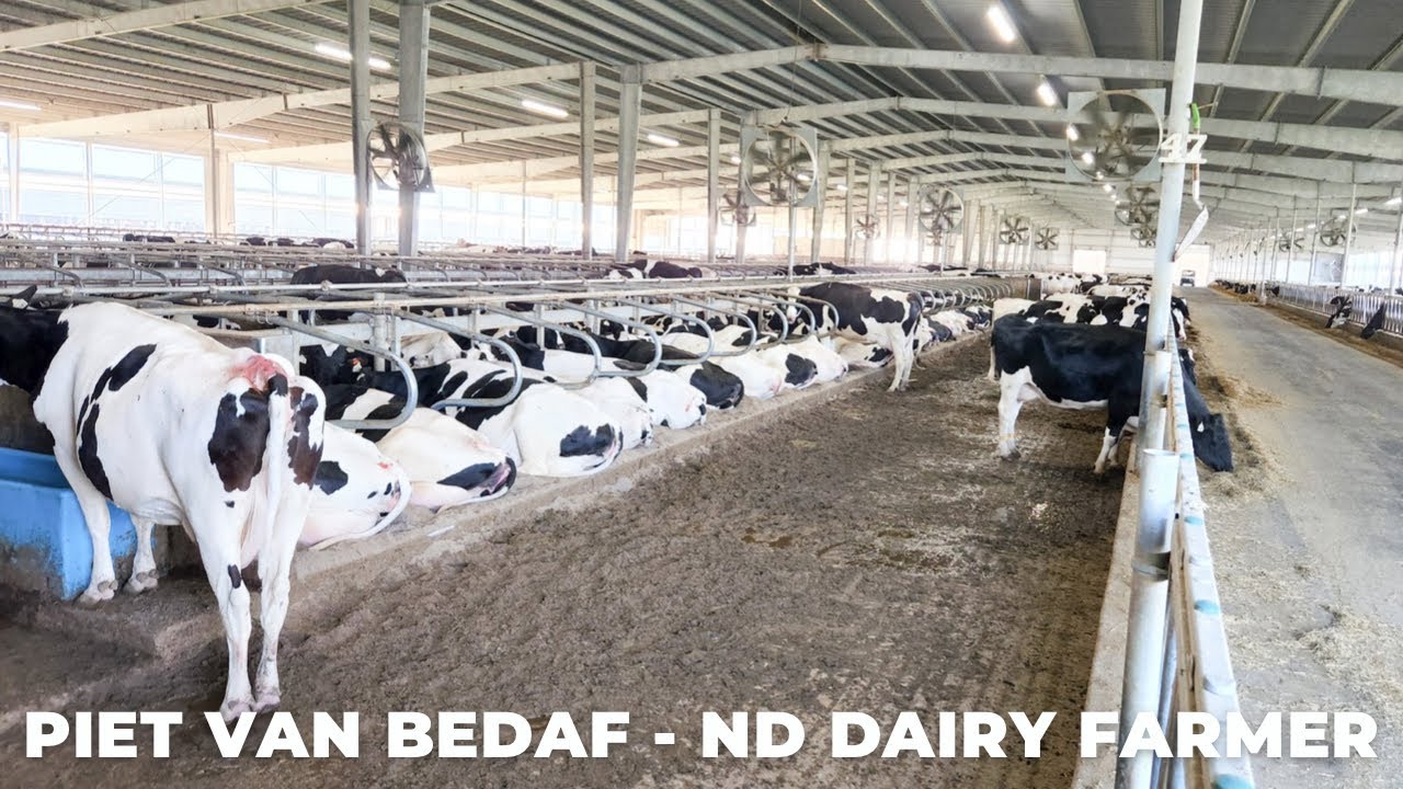 Q&A for Video 43: Cow Comfort: New Sand Bedding for Dairy Cows