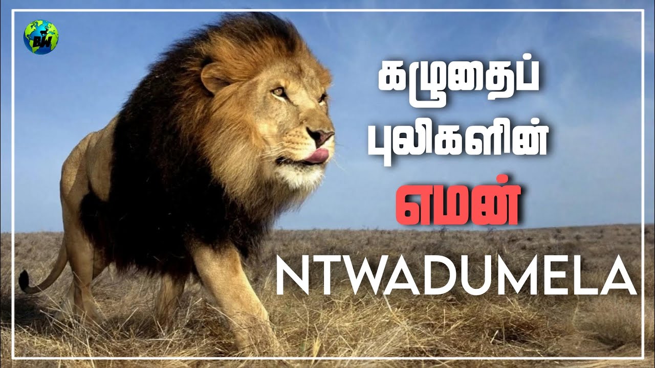 Ntwadumela Male Lion | கழுதைப்புலிகளை கொன்று குவித்த எமன் | Lion Story | Tamil | BioWorld