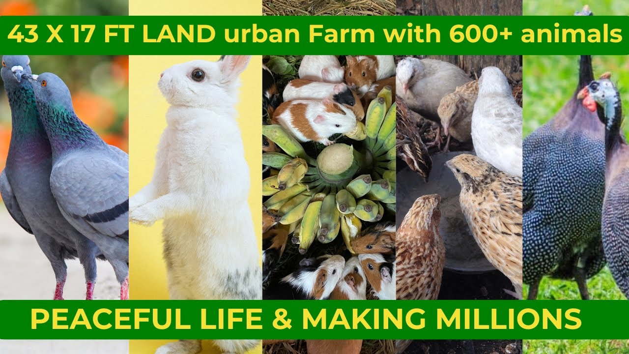 Earn Millions from Farming Rabbits Guinea Pigs  Quail Birds Pigeons Guinea Fowls Chicken and Turkeys