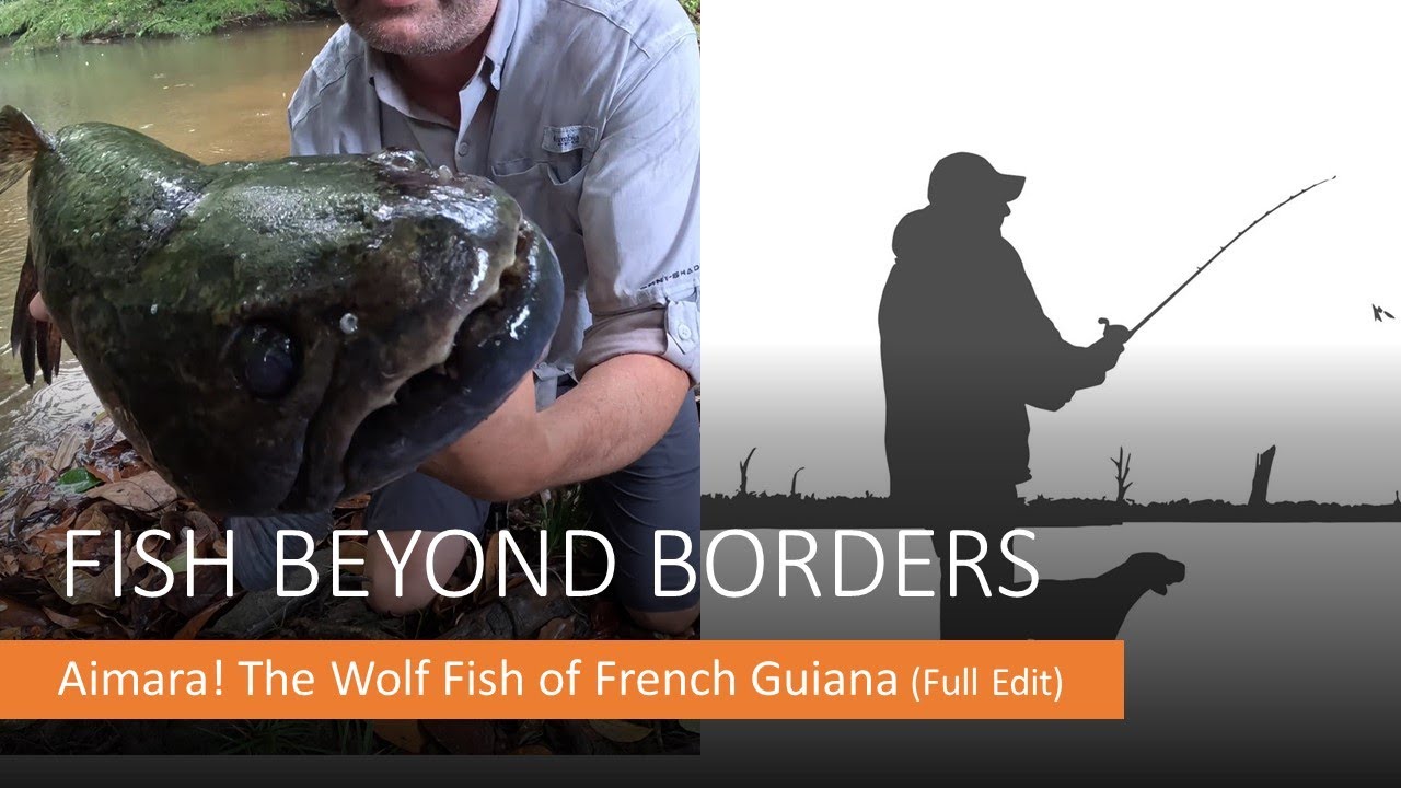 Wolf Fish! Aimara Fishing in French Guiana (Full Version)