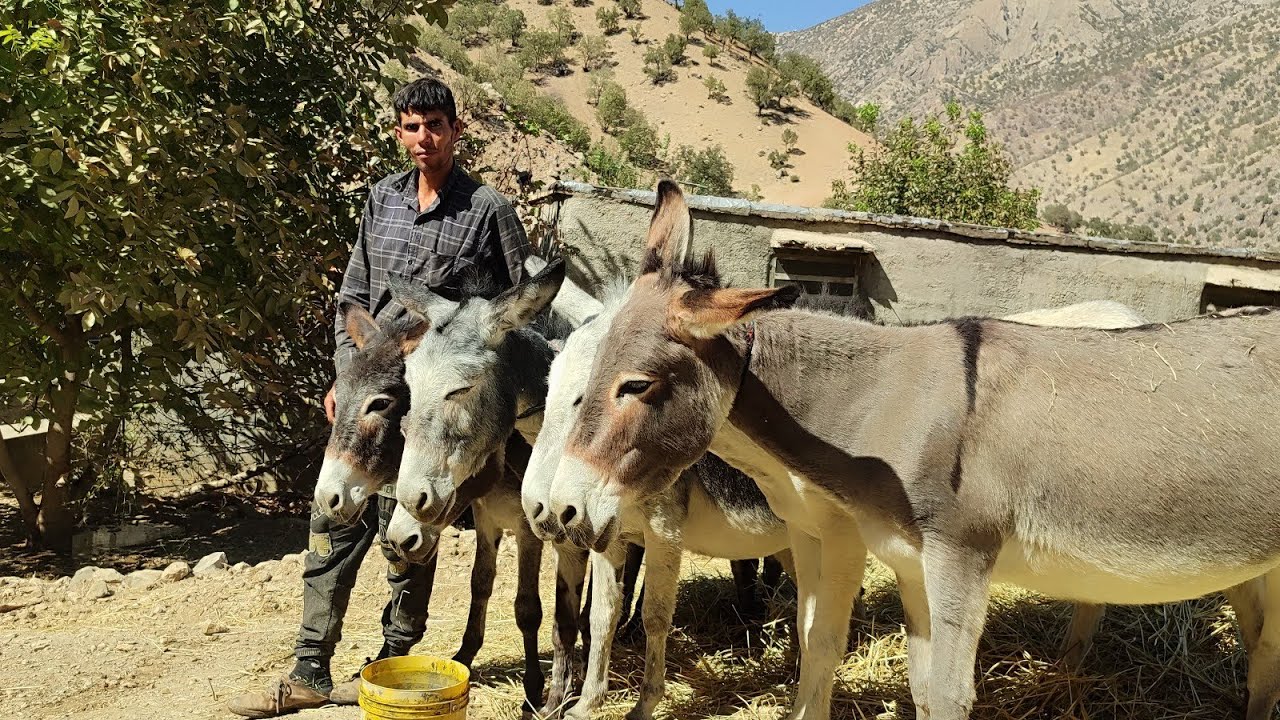 Collecting Dried Grass with a Donkey 🌾 | Small Shelter and Preparing Winter Feed for Cows 🐄