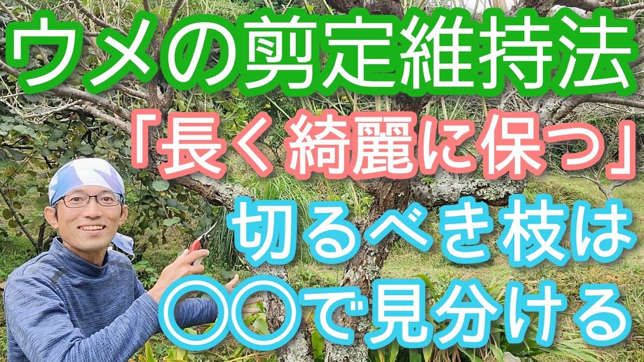 【ウメ(梅の木)の剪定】暴れず花も咲き長期維持できる手入れ方法(2024年10月)🌳🌸