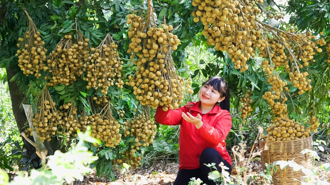 How To Harvest Longan, Sell Them At The Market And Cook Them | Tieu Vy Free Bushcraft