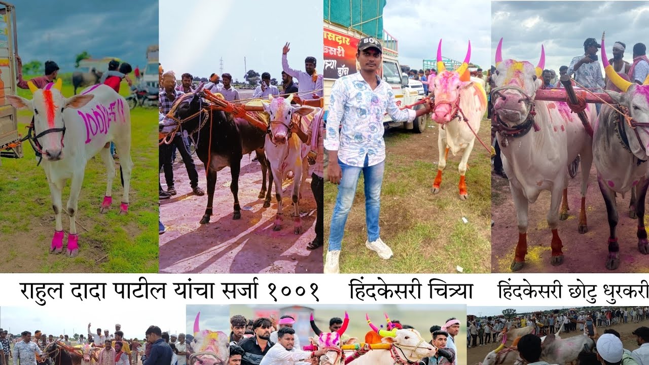 👑HINDKESRI CHITRYA,🔥राहुल दादा पाटील आडीवली कल्याण यांची नवीन खरेदी सर्जा१००१ बिनजोड च्या मैदानात🔔❤️