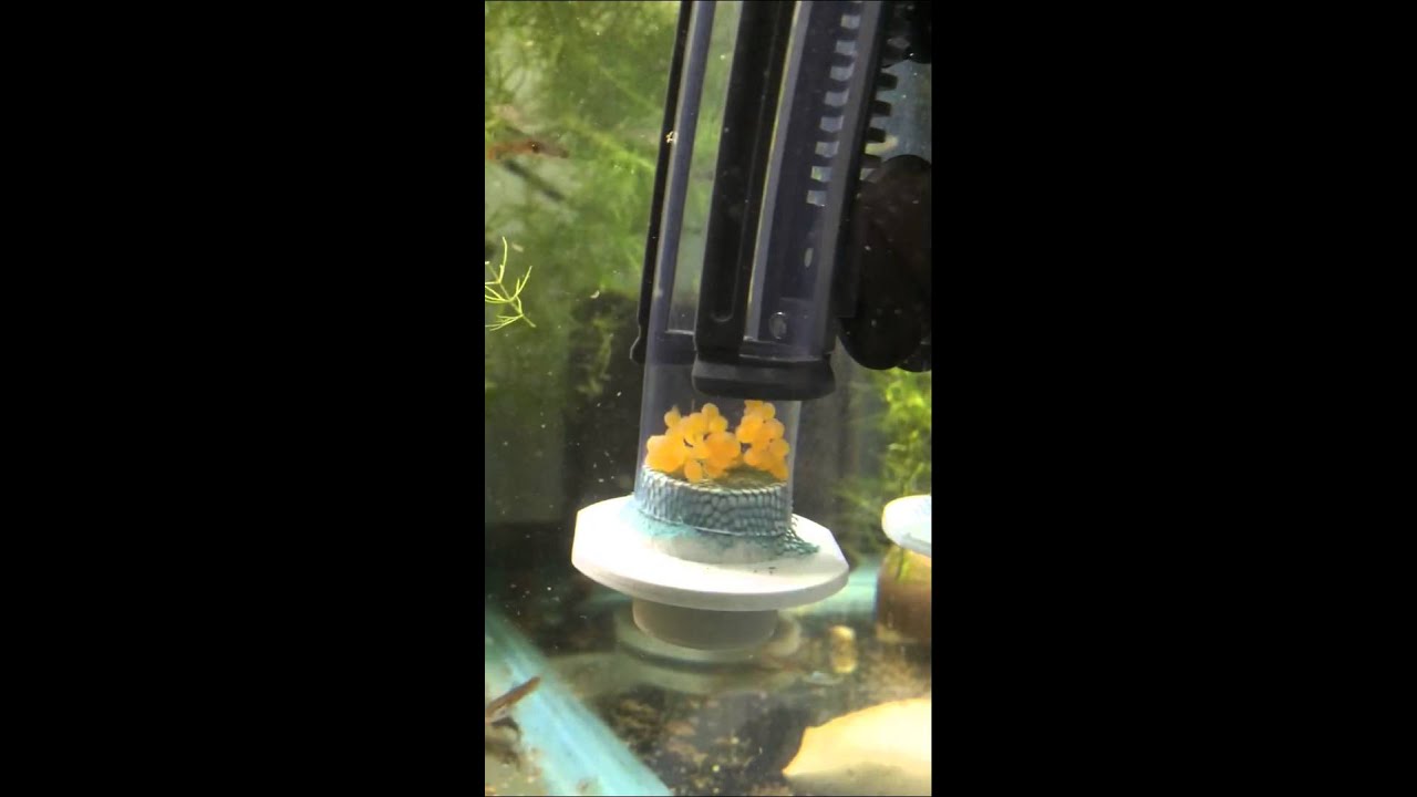 Long Fin ABN pleco eggs, Day 2