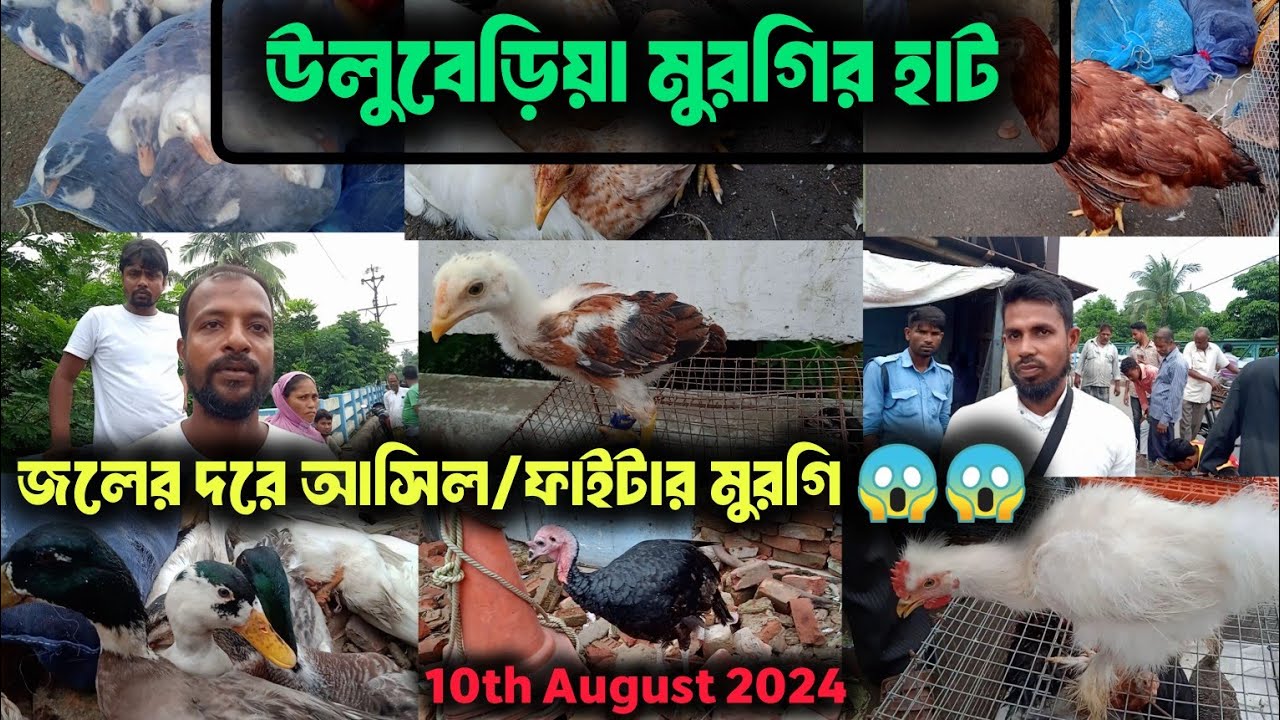 Uluberia Hen Market 2024।। উলুবেড়িয়া মুরগির হাট 2024।।New Upadate on 10/08/2024