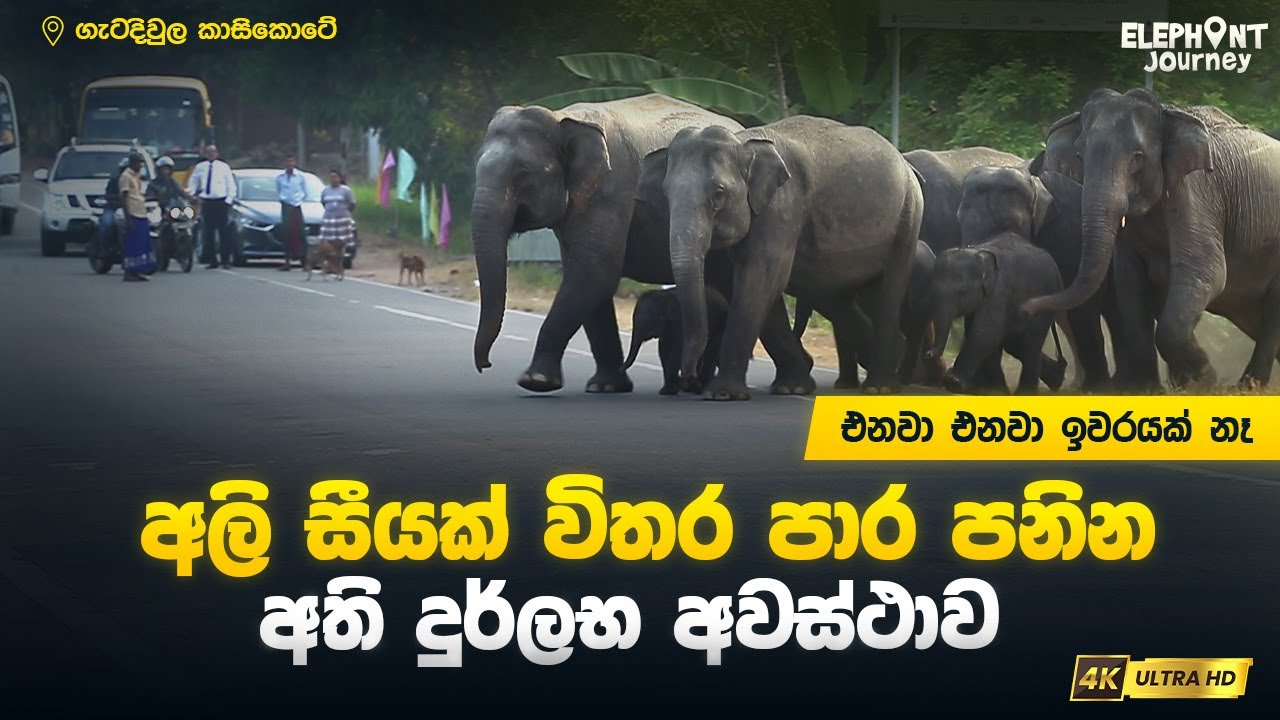 ඉවරයක් නැතුව අලි පාර පනින දුර්ලභ අවස්ථාව | 100+ Elephants Crossing Road | Elephant Journey #elephant