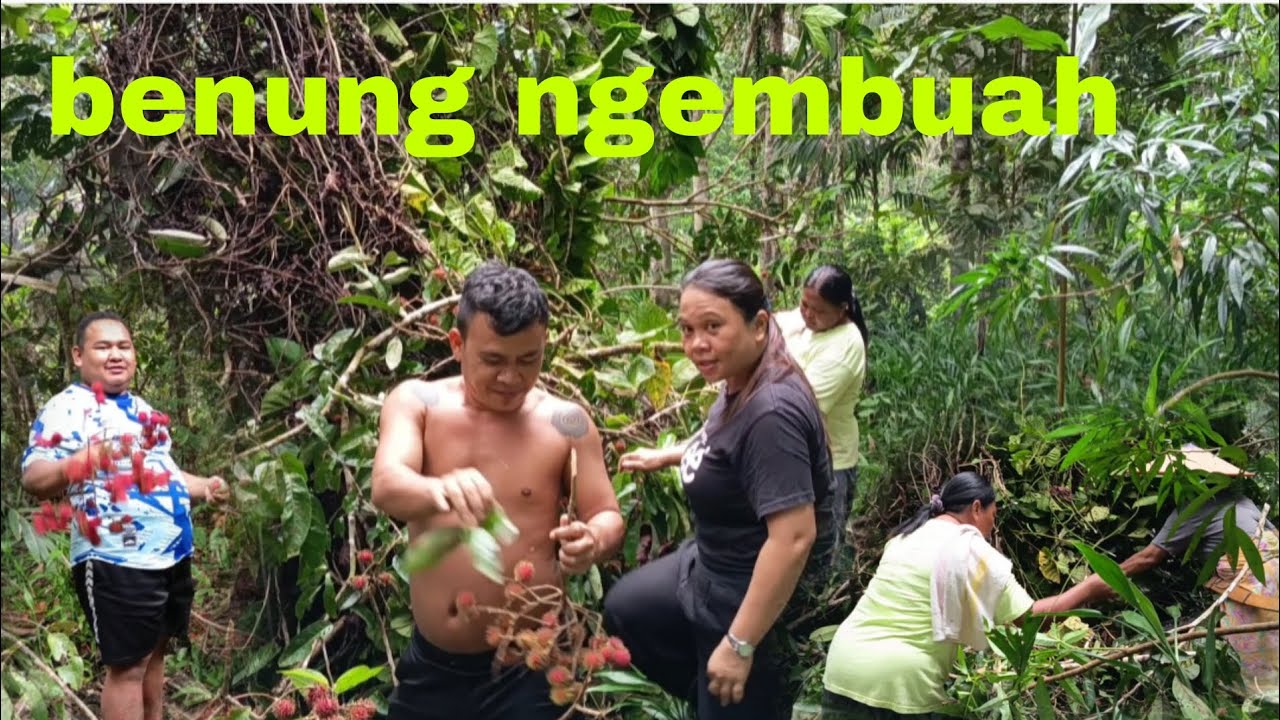 BUAH ASAL BANGSA KITAI DAYAK 👍👍