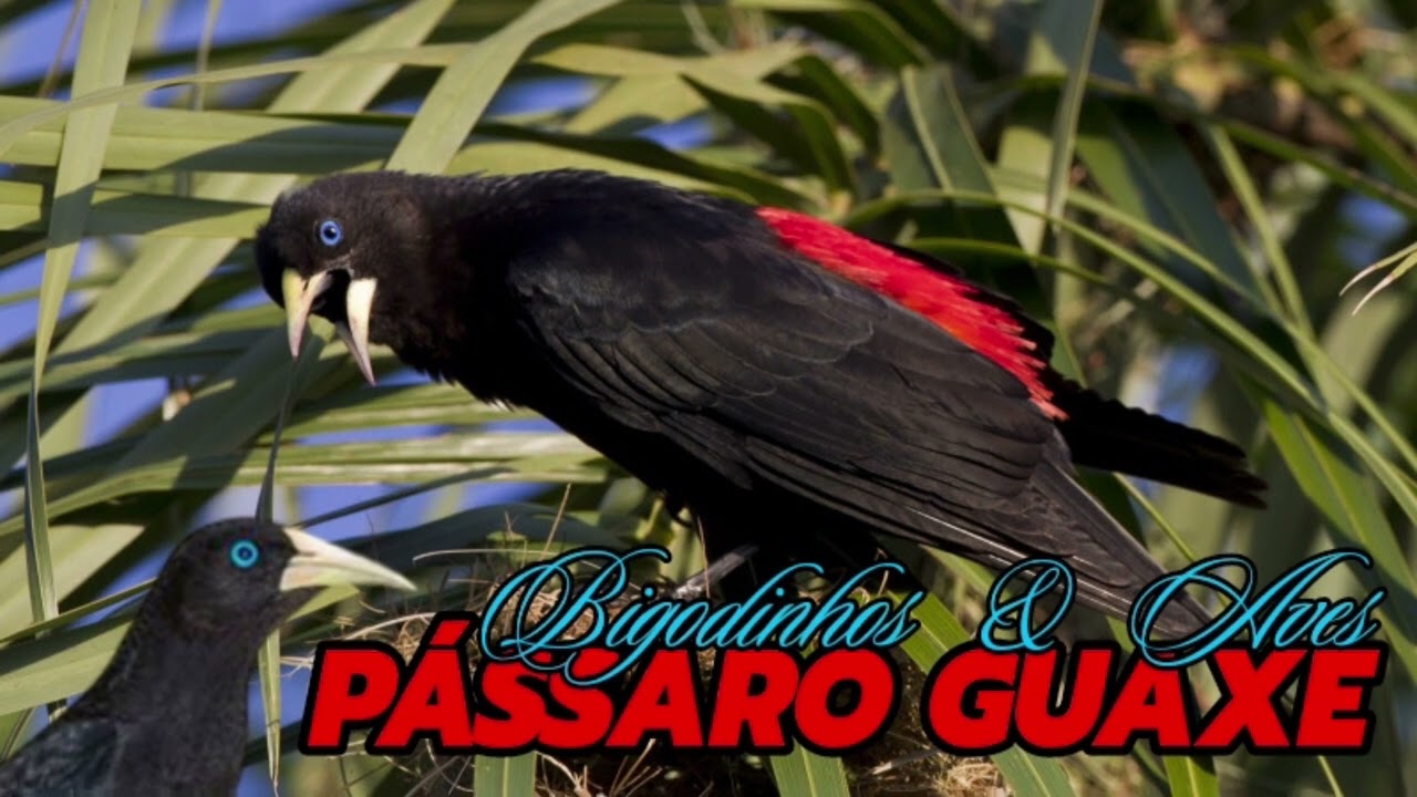 CANTO DO P&Aacute;SSARO GUAXE - Cacicus haemorrhous