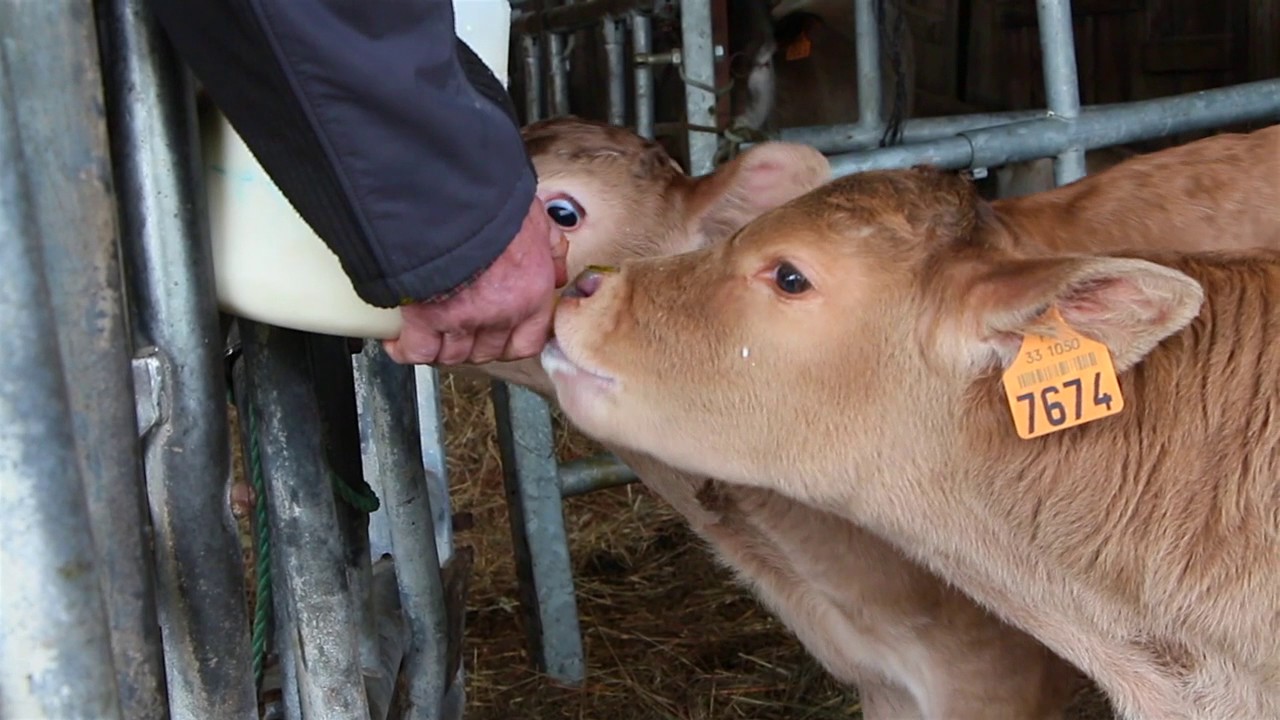 Les vaches Bazadaises de Bruno