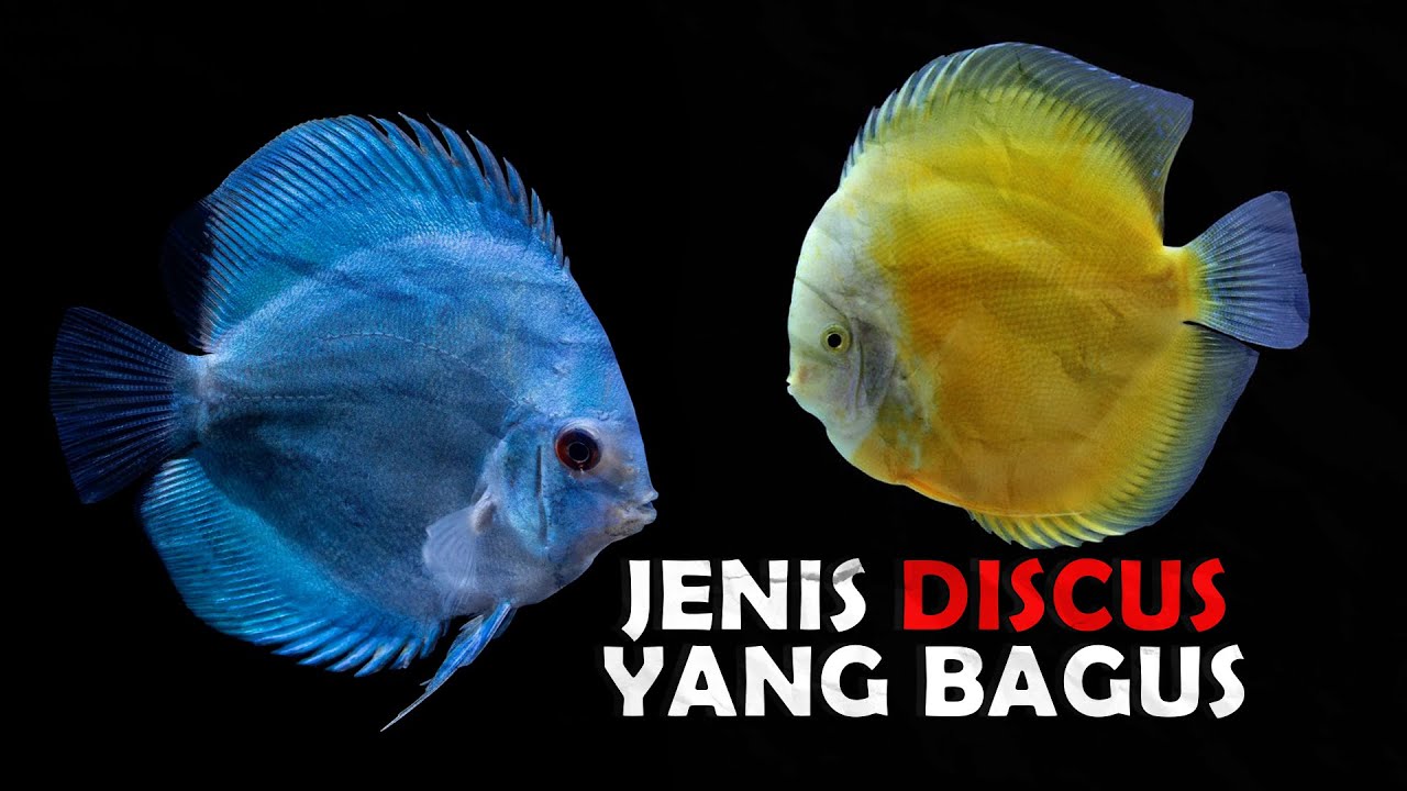 5 Jenis Discus Yang Cocok Dipelihara Di Rumah.