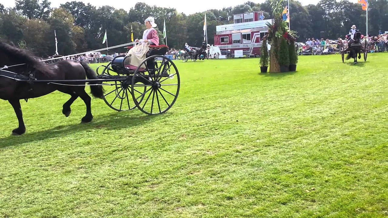 Concours eenspannen tuigpaarden Fries ras ereklasse, gereden door dames