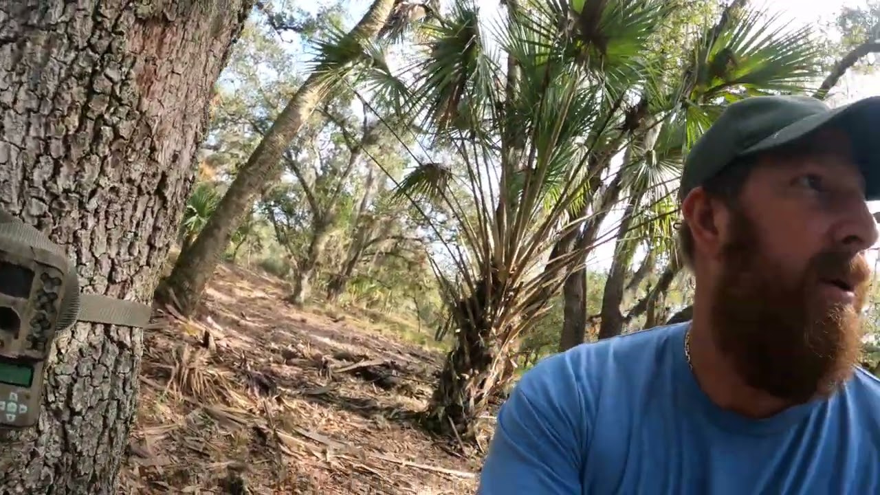 Hog scouting in Central Florida. What to watch for What to watch out for.