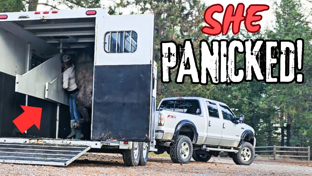 Horse's First Solo Trailer Ride Gone Wrong!