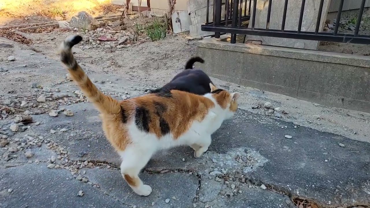 2025 01 04 さくら猫・地域猫② ララちゃん、ボス