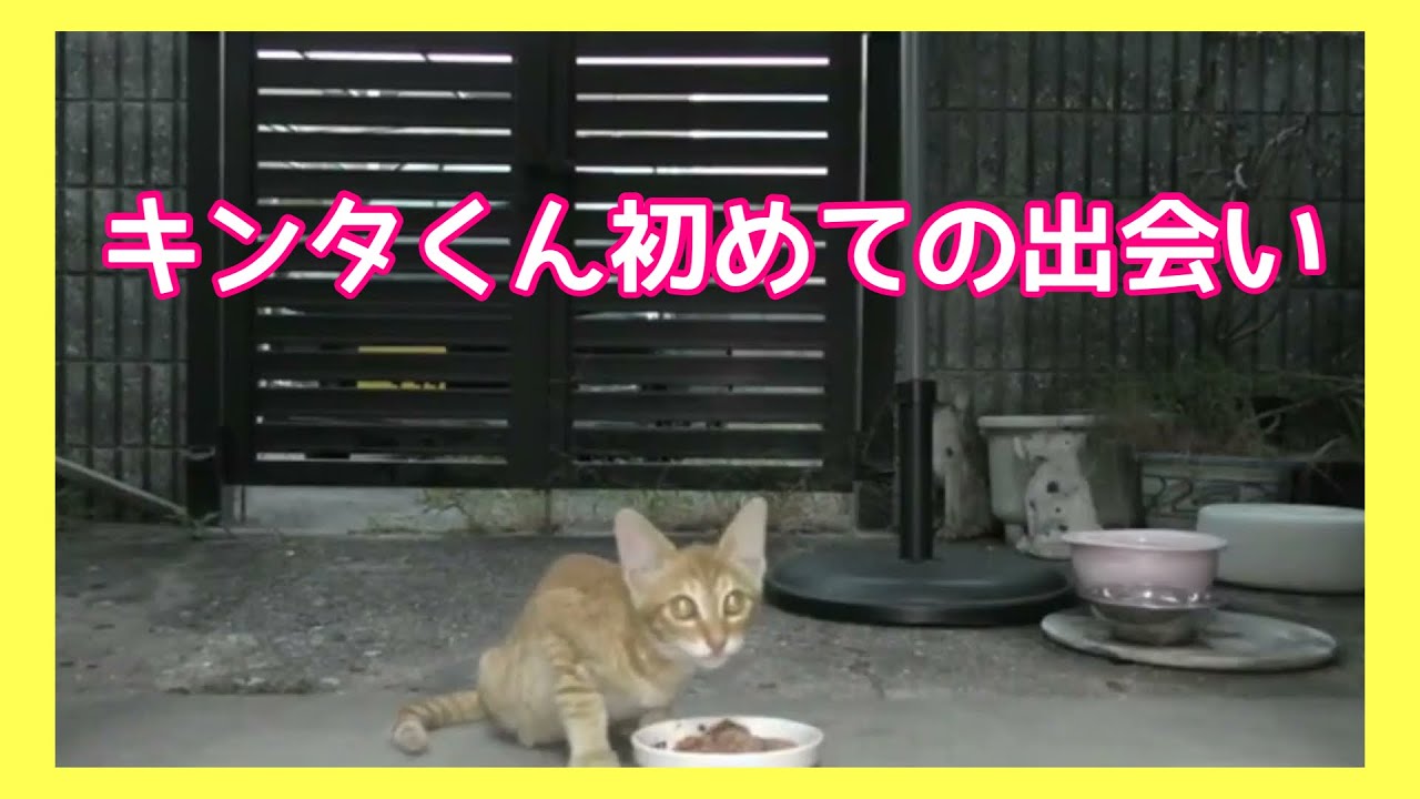 キンタくんとの初めての出会い（2022年9月～10月）