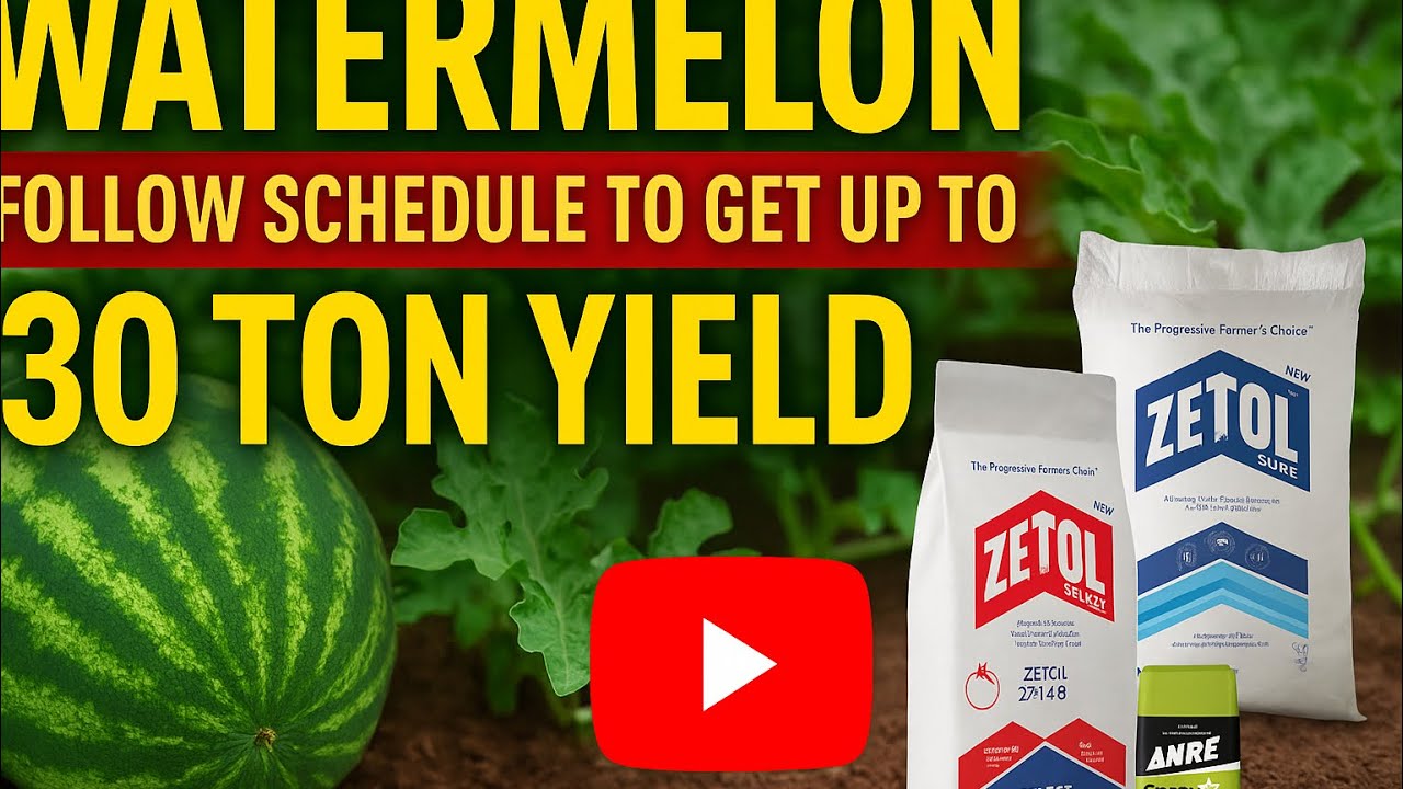 Watermelon schedule to get high yields #agriculture #seedtreatment #farming 