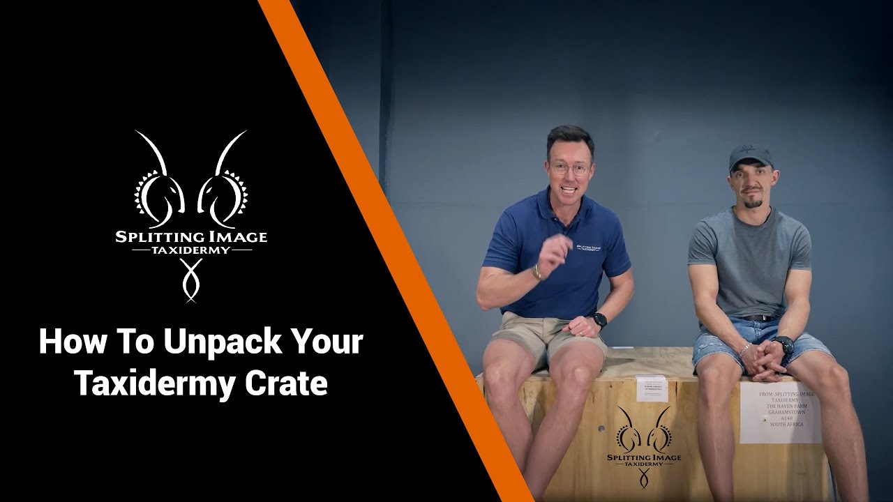 How To Unpack Your Taxidermy Crate | Splitting Image Taxidermy