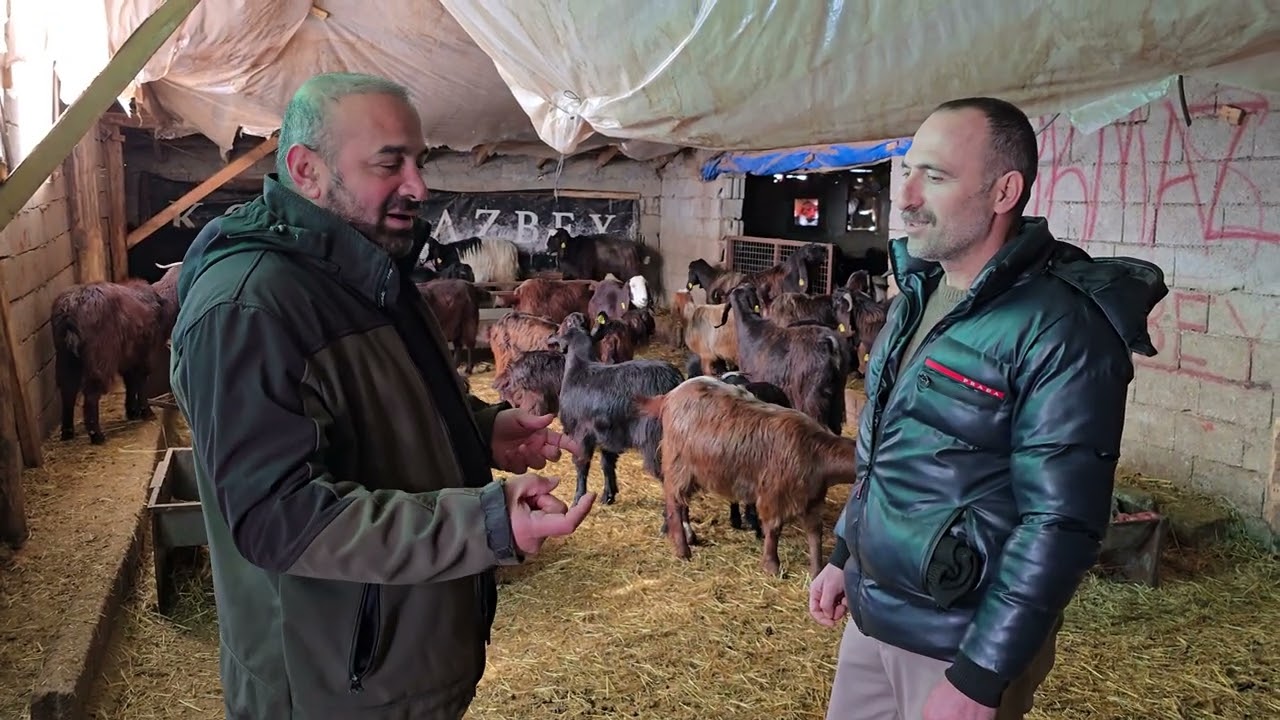 Halep Keçisi Fiyatları- Damızlık Seçimi