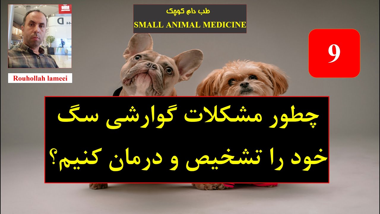چطور مشکلات گوارشی سگ خود را تشخیص و درمان کنیم؟