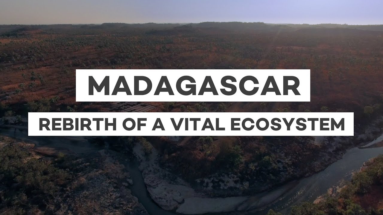 Reforestation in Madagascar: Rebirth of a vital ecosystem