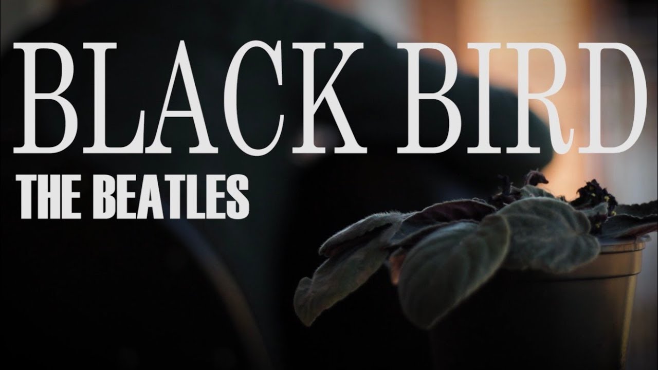Black Bird (guitar cover) - David Fuentes (HD video + HQ sound)