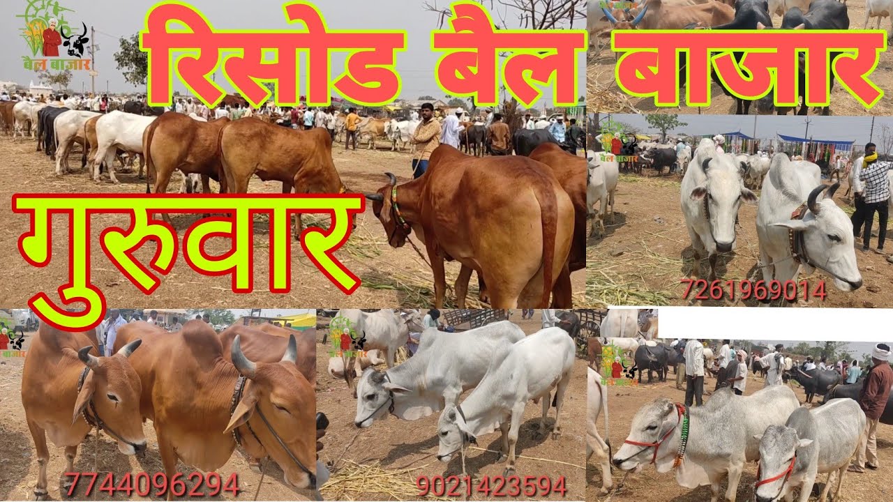 रिसोड बैल बाजार, गुरुवार चा बाजार, risod bail bazar  part 2