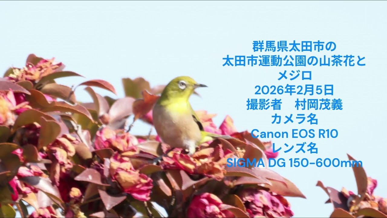 群馬県太田市の太田市運動公園のメジロ　R10 2026年2月5日　村岡茂義