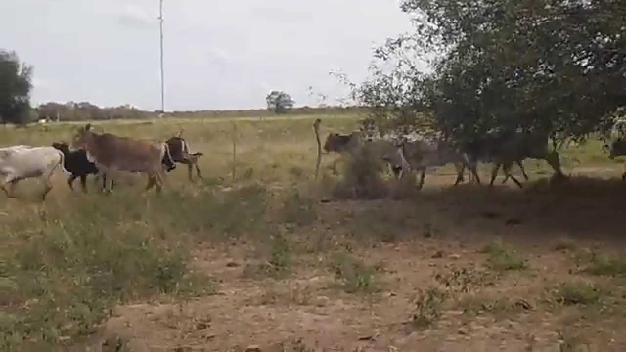 Lote de 300 machos a 40 kms de Neuland