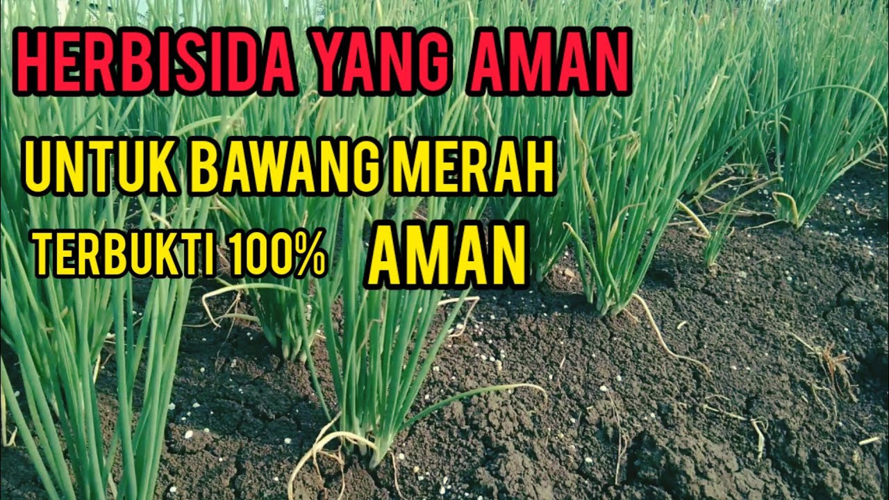 HERBISIDA YANG AMAN UNTUK BAWANG MERAH
