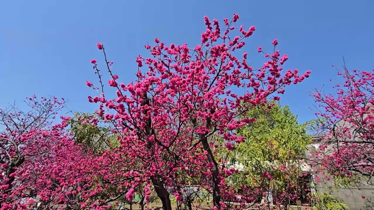 台中后里 泰安派出所櫻花