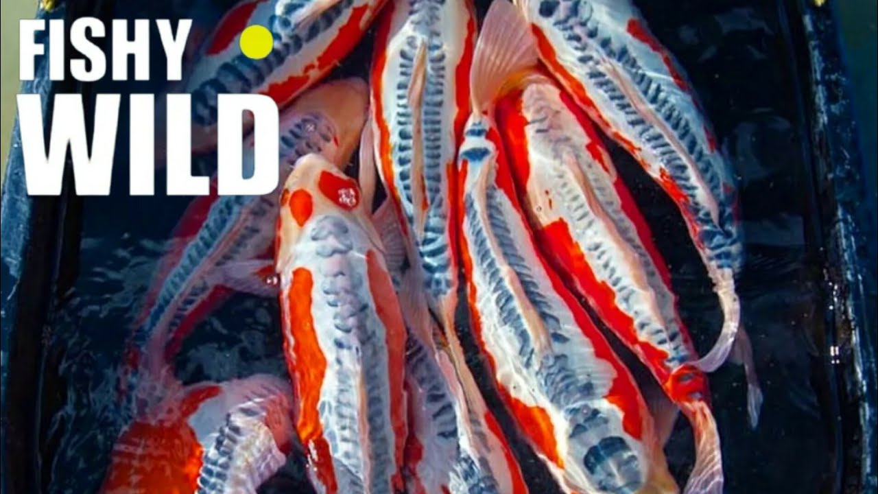 Ultimate Guide to Stunning Koi: Expert Tips and Breathtaking Footage!
