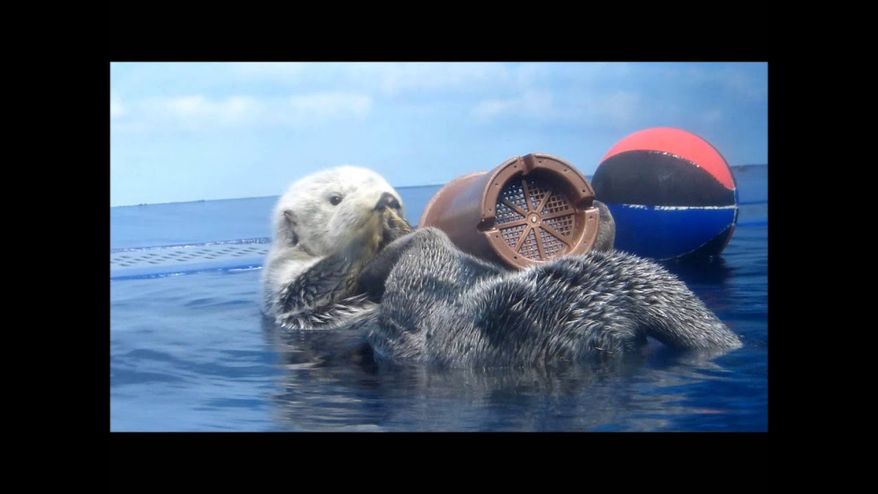 ラッコのミール、植木鉢をかぶる♪（20150220＠サンシャイン水族館）