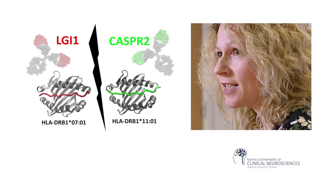 Distinct HLA associations of LGI1 and CASPR2-antibody diseases
