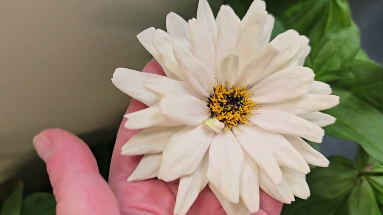Mina zinnior inomhus i januari! 