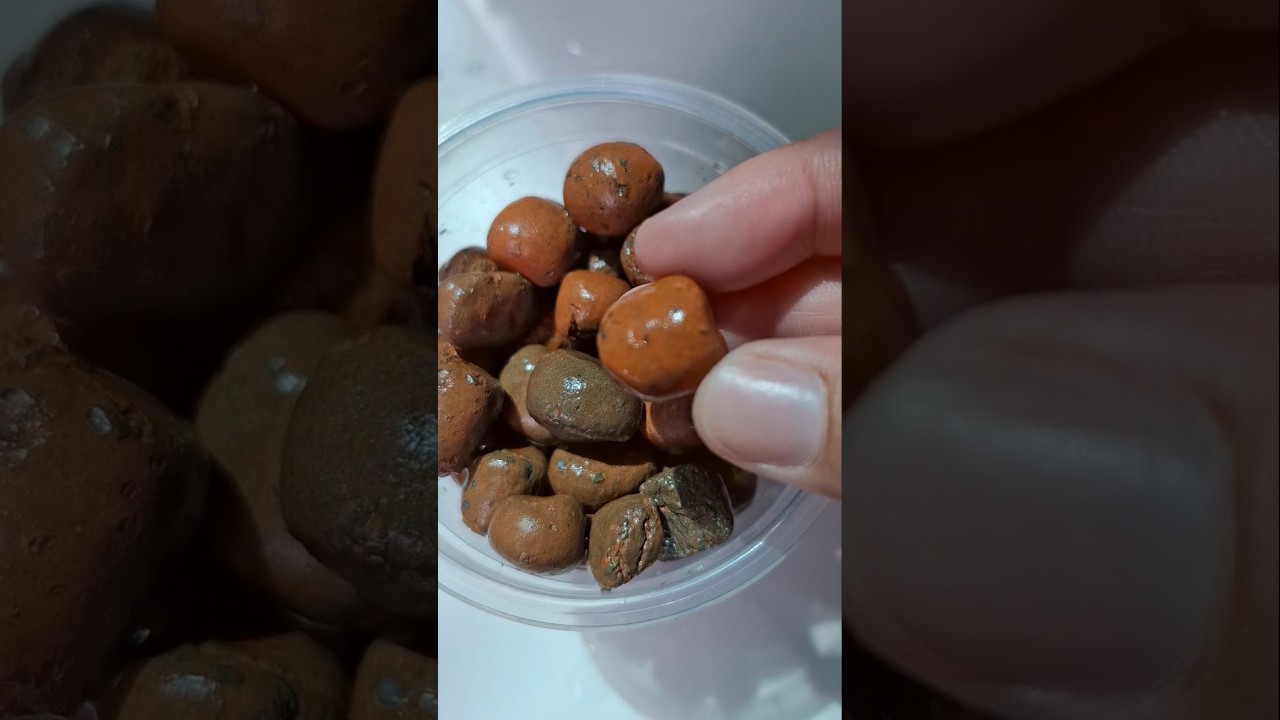 O nome dessas bolas, &eacute; chamado de argila expandida, muito utilizada no cultivo de plantas na &aacute;gua.🪴💦