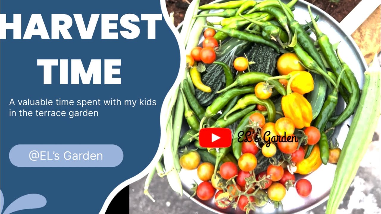 என் குழந்தைகளோடு மாடி தோட்டத்தில் காய்கறி அறுவடை Terrace Garden Harvest | Organic Vegetables at Home