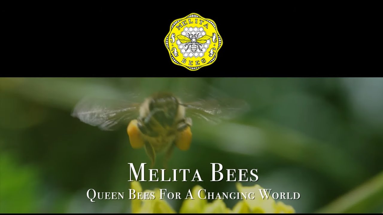 MELITA BEES - QUEEN BEES FOR A CHANGING WORLD