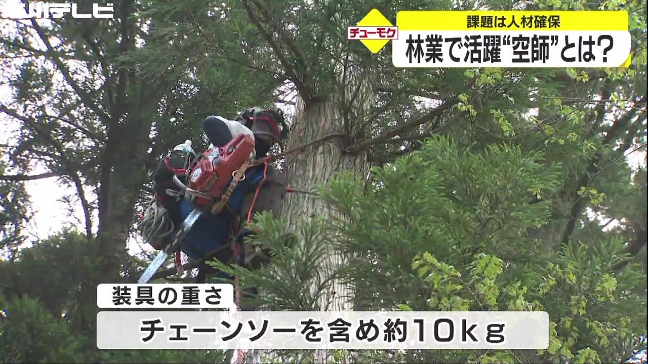 林業で活躍、「空師」とは？課題は人材確保　石川県白山市の作業現場を取材